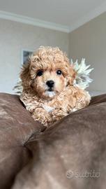 Cuccioli Maltipoo toy mini particolor