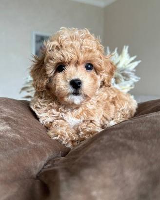 Cuccioli Maltipoo toy mini particolor