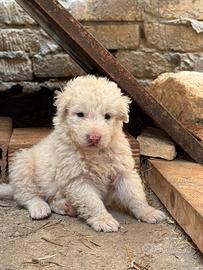Cuccioli di Pastore Maremmano Abruzzese puri