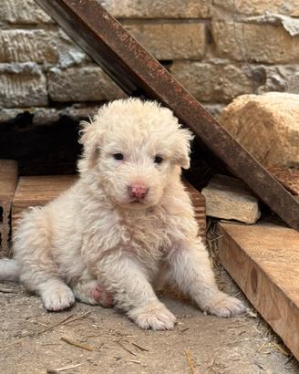 Cuccioli di Pastore Maremmano Abruzzese puri