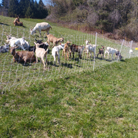 Vendita capretti da riproduzione