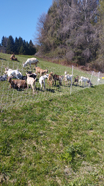 Vendita capretti da riproduzione