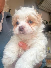 Yorkshire biwer golddust con pedigree