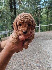Barboncini nani