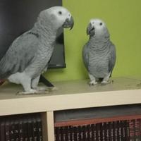 Cenerini coda rossa allevati a mano