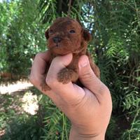 Cuccioli di Barboncino