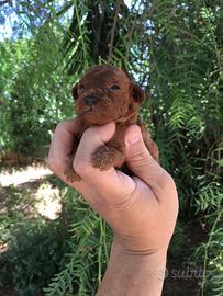 Cuccioli di Barboncino
