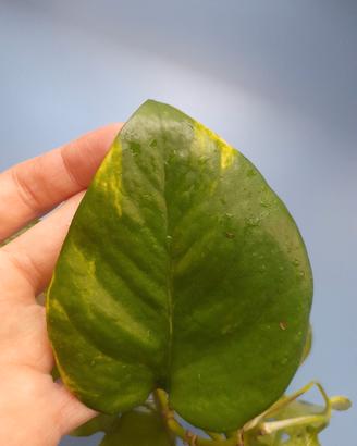 Talee di Pothos
