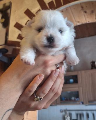 Volpinodi pomerania