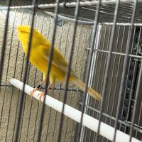 Canarino ciuffato tedesco