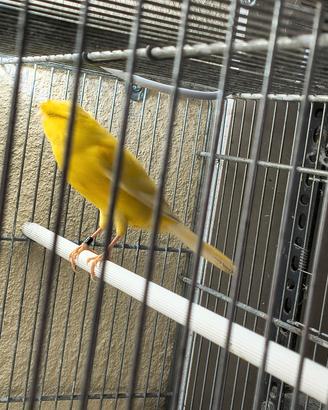 Canarino ciuffato tedesco