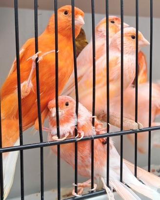 Vari canarini e cocorite ibridi