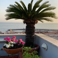 Cycas