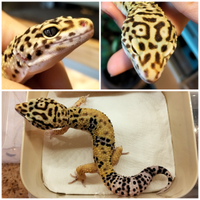 Geco leopardino maschio