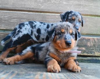 Cucciola PASTORE di BEAUCE arlecchino
