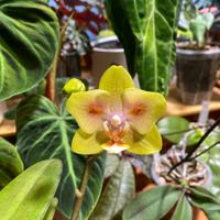 Phalaenopsis Yaphon Green Batman