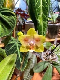 Phalaenopsis Yaphon Green Batman