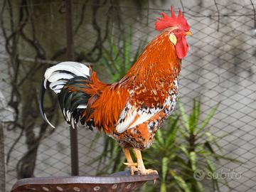 Gallo Millefiori di Lonigo