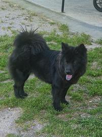 In adozione cane chow chow
