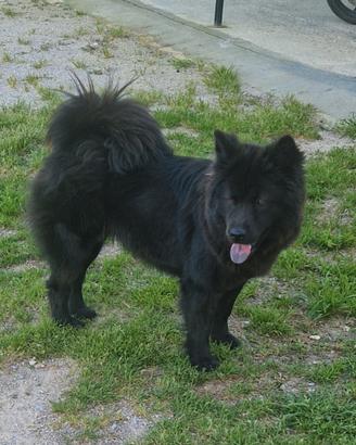 In adozione cane chow chow