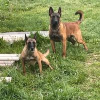 Cuccioli pastore belga Malinois