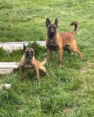 Cuccioli pastore belga Malinois