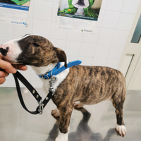 Cucciolo di bull terrier