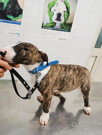 Cucciolo di bull terrier