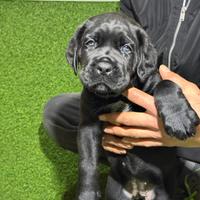 7 cucciole di cane corso