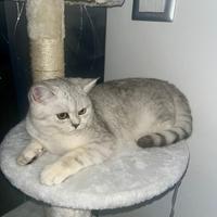 Gatto maschio brittish shorthair