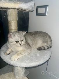 Gatto maschio brittish shorthair