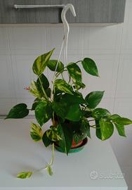 Pianta Pothos 