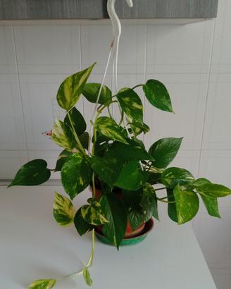 Pianta Pothos 
