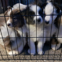 Cuccioli di pastore australiano