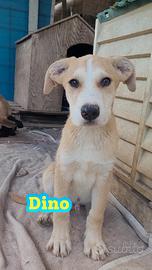 Cuccioli dolcissimi in adozione