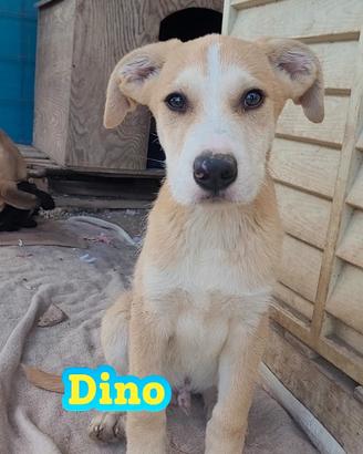 Cuccioli dolcissimi in adozione