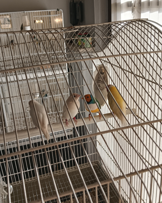 Diamante di Gould