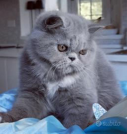Cuccioli di Gatto Persiano 