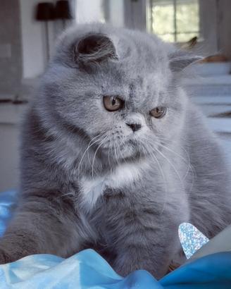 Cuccioli di Gatto Persiano 