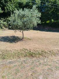 Vendi casa autonoma
