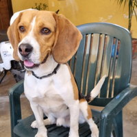 Beagle maschio disponibile per monta