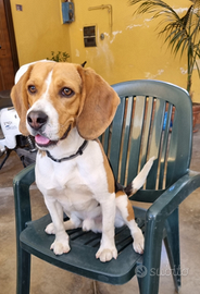 Beagle maschio disponibile per monta