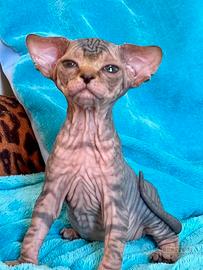 Cuccioli Sphynx Canadese