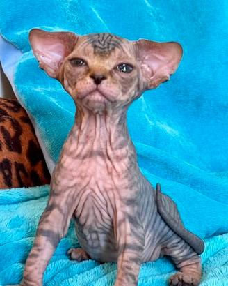 Cuccioli Sphynx Canadese