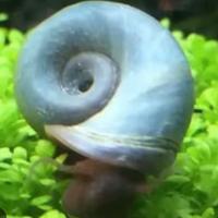 Lumache colorate Planorbarius