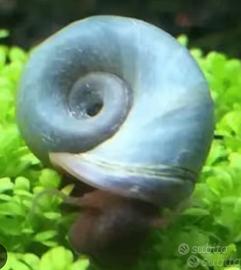 Lumache colorate Planorbarius