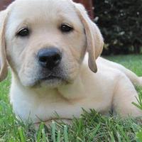 Cuccioli di labrador retriever