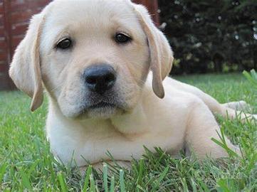 Cuccioli di labrador retriever
