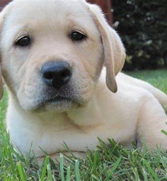 Disponibili cuccioli di Labrador RED FOX e NERI