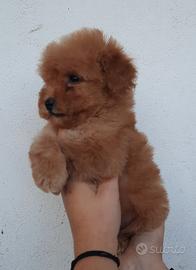 Barboncino nano maschi e femmine